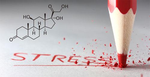 Содержание кортизола в крови