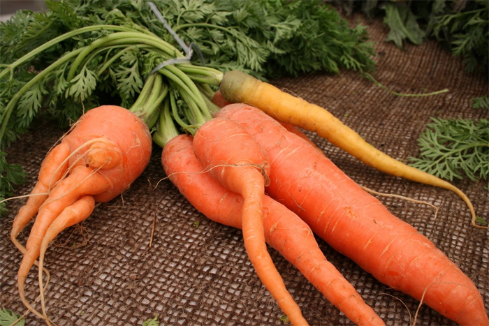 Почему морковь рогатая и деформированная - основные ошибки