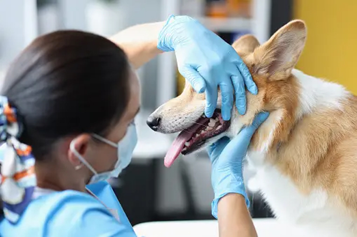 "Стоматология для собак: зачем посещать этого доктора и какие проблемы могут возникнуть у вашего питомца?"